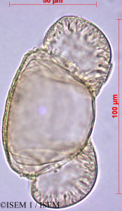 Pinus halepensis - lame n° 60105